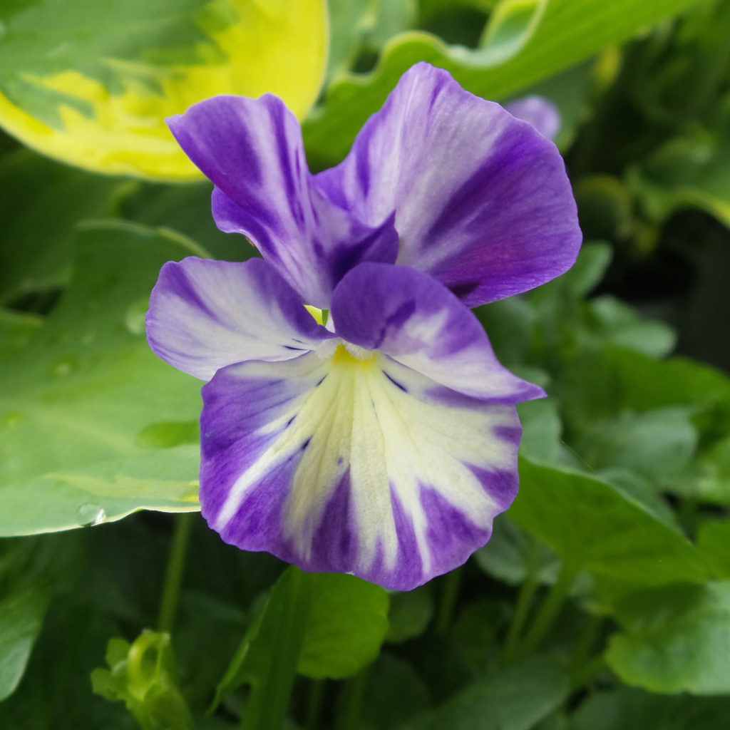 VIOLA REBECCA VIOLET