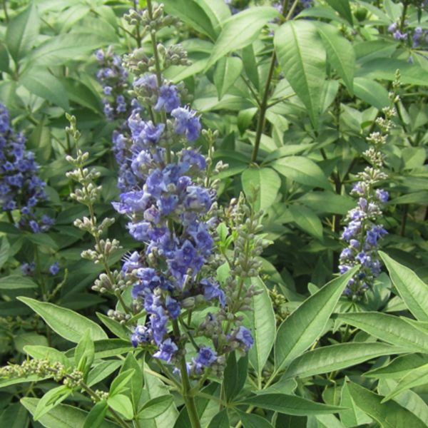 VITEX BLUE DIDDLEY CHASTETREE