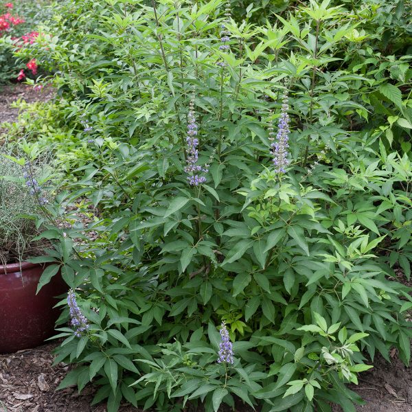 VITEX BLUE DIDDLEY CHASTETREE