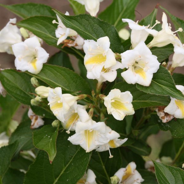 WEIGELA CZECHMARK SUNNY SIDE UP WEIGELA