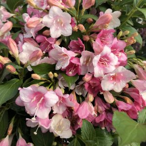 WEIGELA CZECHMARK TRILOGY WEIGELA