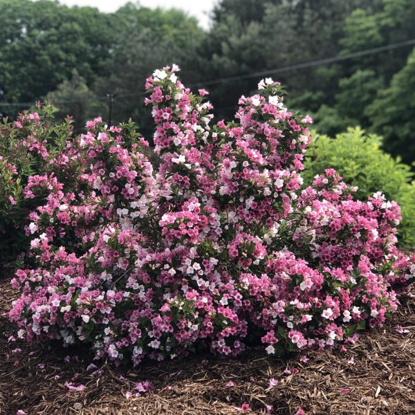 WEIGELA CZECHMARK TRILOGY WEIGELA