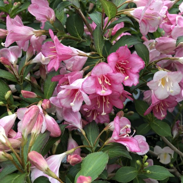 WEIGELA CZECHMARK TRILOGY WEIGELA