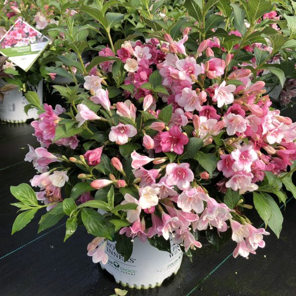 WEIGELA CZECHMARK TRILOGY WEIGELA