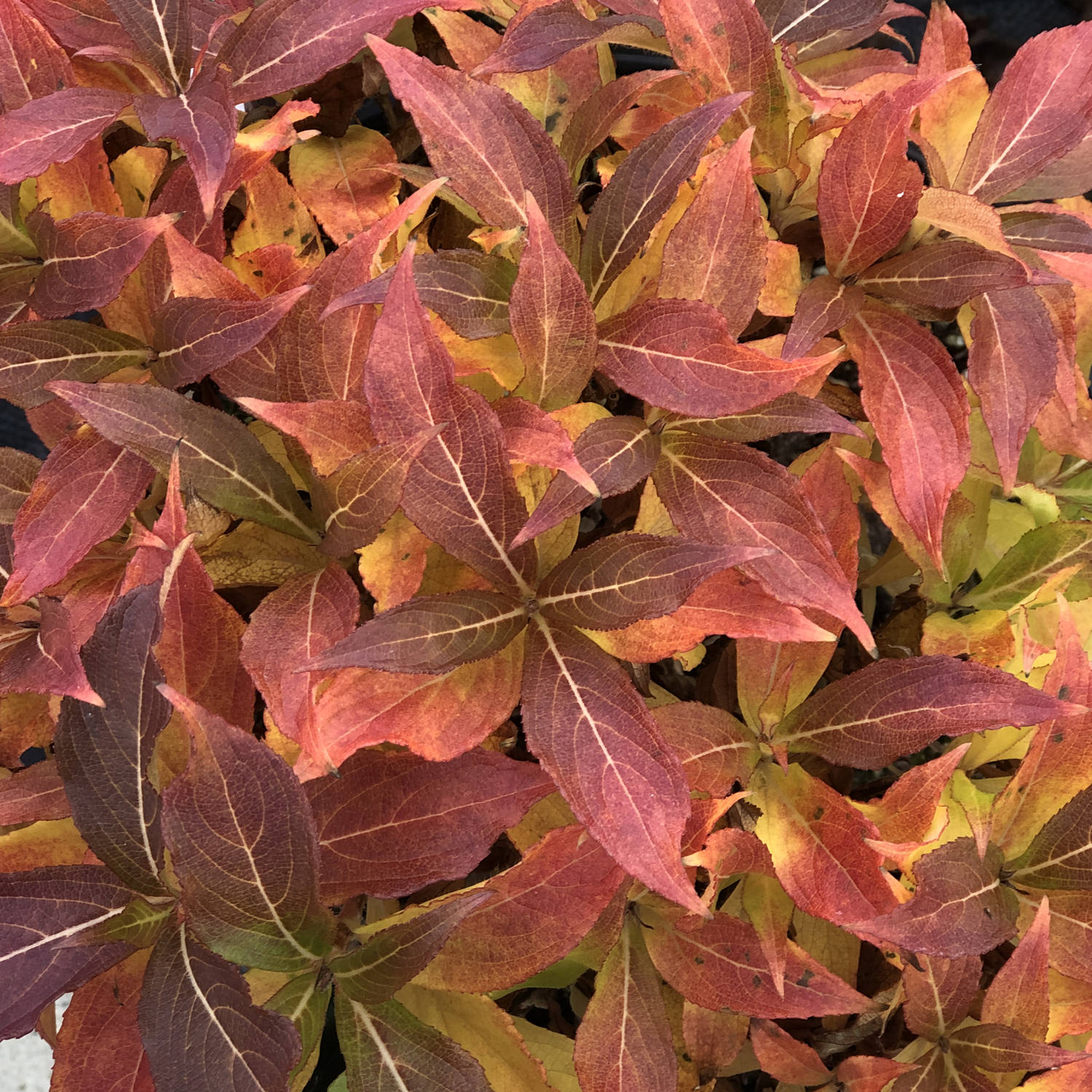 Image of Czechmark Trilogy Weigela in fall foliage