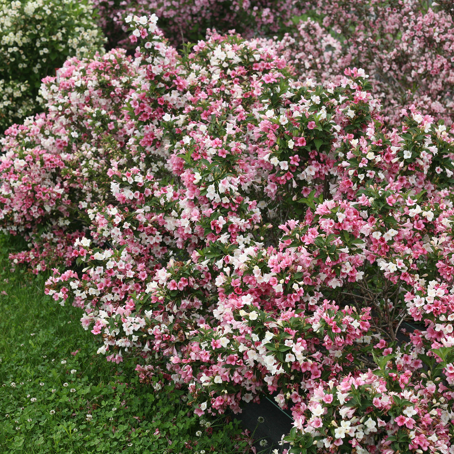 Image of Czechmark Trilogy Weigela in a winter landscape