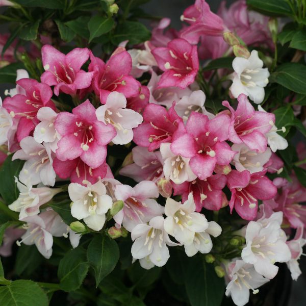 WEIGELA CZECHMARK TRILOGY WEIGELA