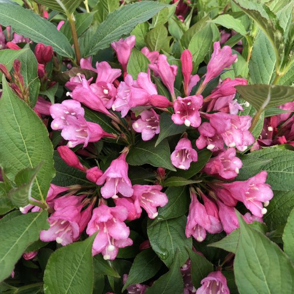 WEIGELA CZECHMARK TWOPINK WEIGELA