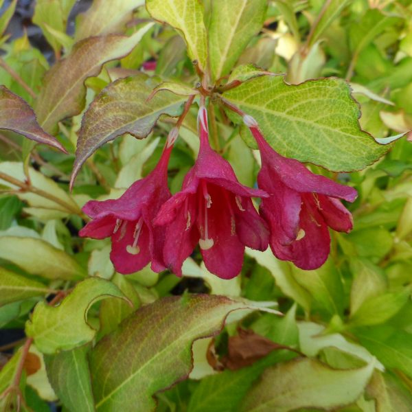 WEIGELA GHOST WEIGELA