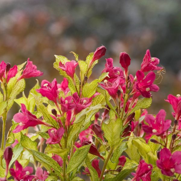 WEIGELA GHOST WEIGELA