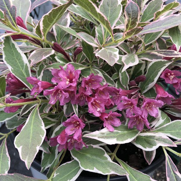 WEIGELA MY MONET PURPLE EFFECT WEIGELA