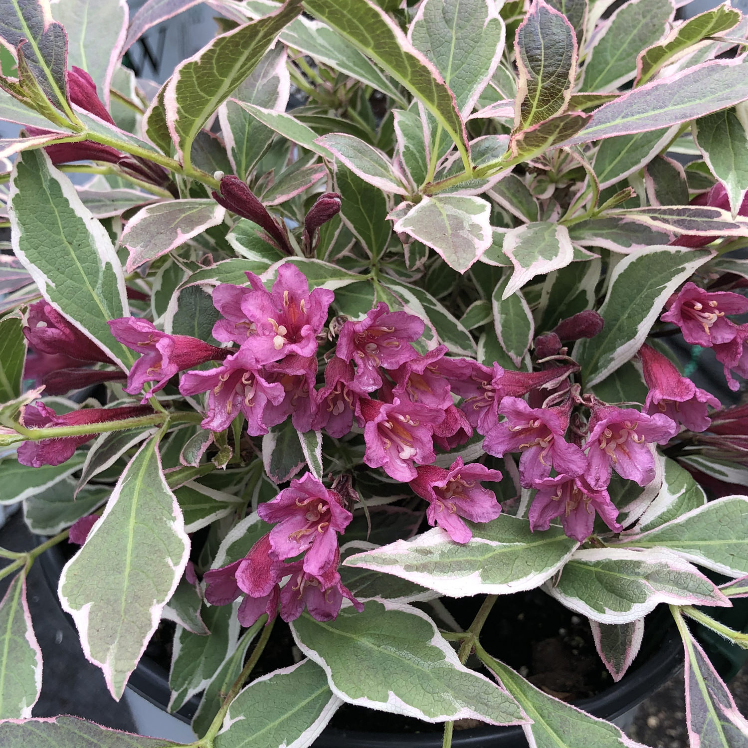 MY MONET PURPLE EFFECT® Weigela - Garden Crossings