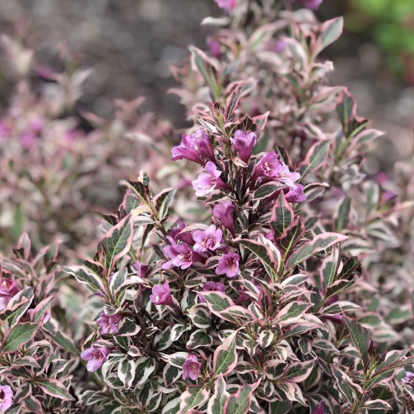 WEIGELA MY MONET PURPLE EFFECT WEIGELA