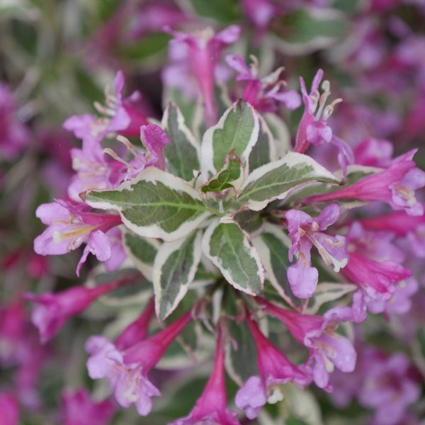 WEIGELA MY MONET PURPLE EFFECT WEIGELA