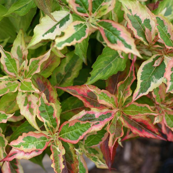 WEIGELA MY MONET SUNSET WEIGELA