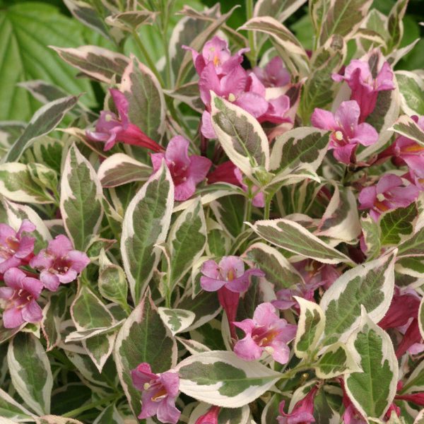 WEIGELA MY MONET SUNSET WEIGELA