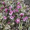 Weigela MY MONET Buy Weigela Shrubs Online