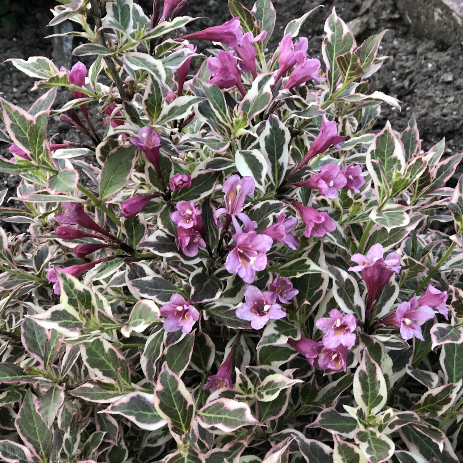 Image of Weigela 'Amethyst' image