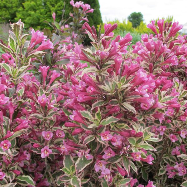 WEIGELA MY MONET WEIGELA