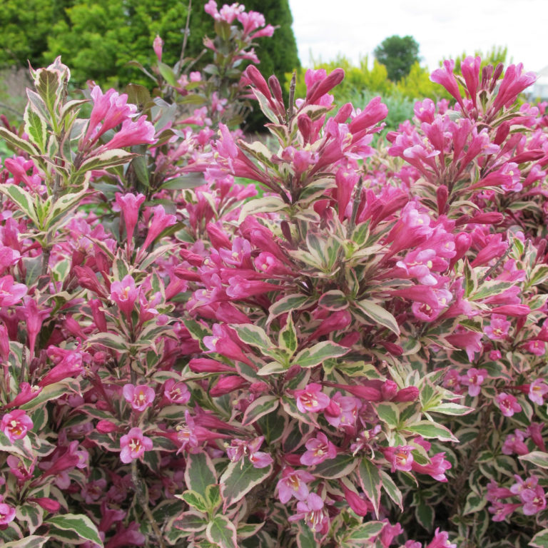 MY Weigela Order Online