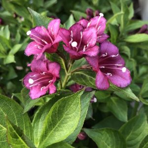 WEIGELA SNIPPET DARK PINK WEIGELA REBLOOMING