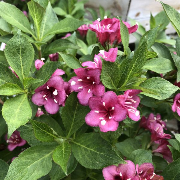 WEIGELA SNIPPET DARK PINK WEIGELA REBLOOMING