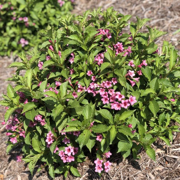 WEIGELA SNIPPET DARK PINK WEIGELA REBLOOMING