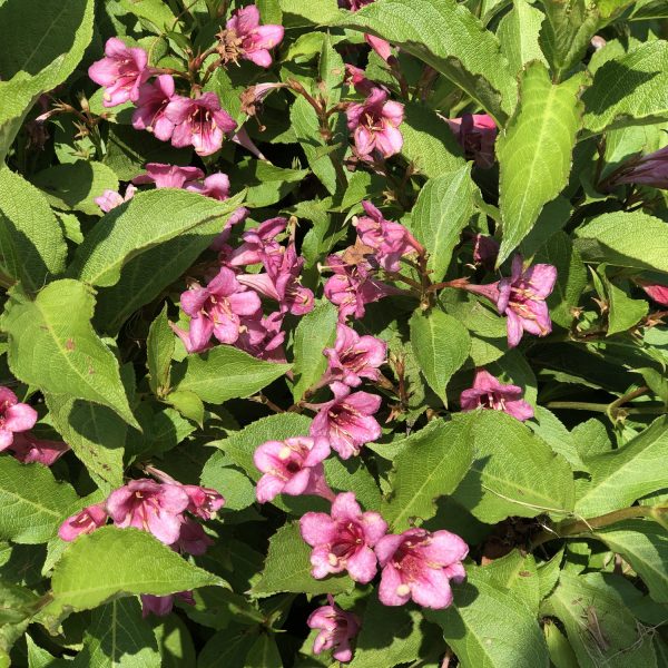 WEIGELA SNIPPET DARK PINK WEIGELA REBLOOMING