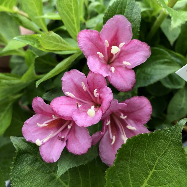 WEIGELA SNIPPET DARK PINK WEIGELA REBLOOMING