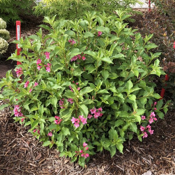 WEIGELA SNIPPET DARK PINK WEIGELA REBLOOMING