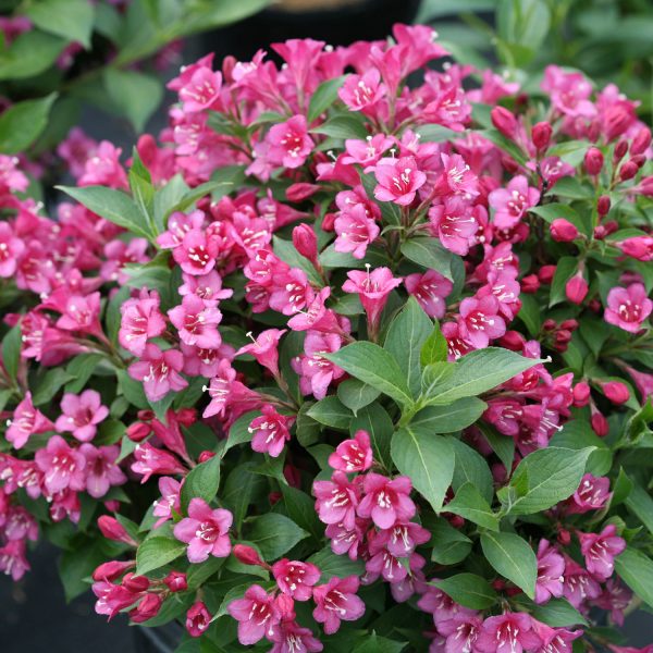 WEIGELA SNIPPET DARK PINK WEIGELA REBLOOMING