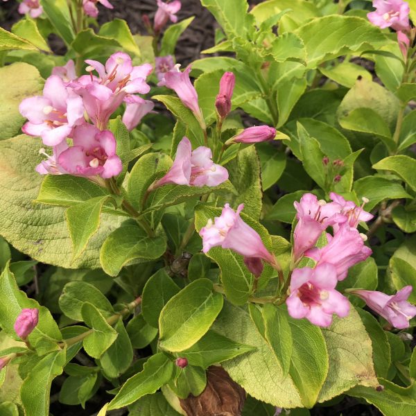 WEIGELA SNIPPET LIME REBLOOMING WEIGELA