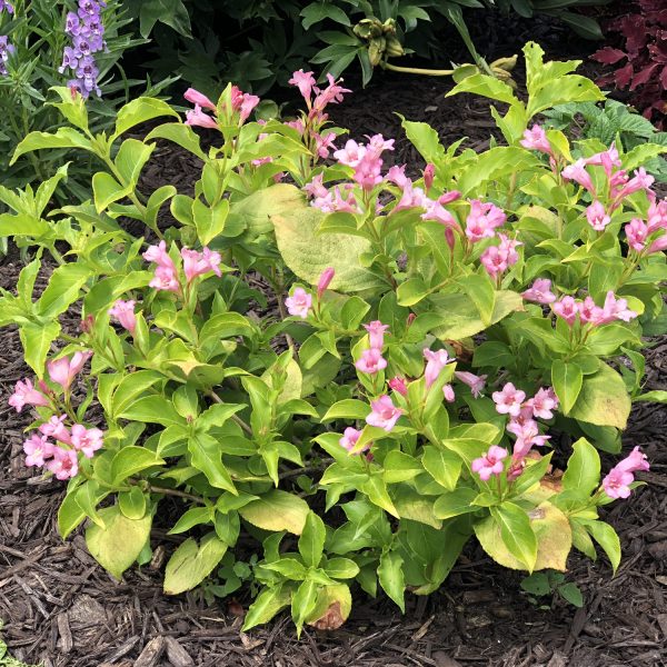 WEIGELA SNIPPET LIME REBLOOMING WEIGELA