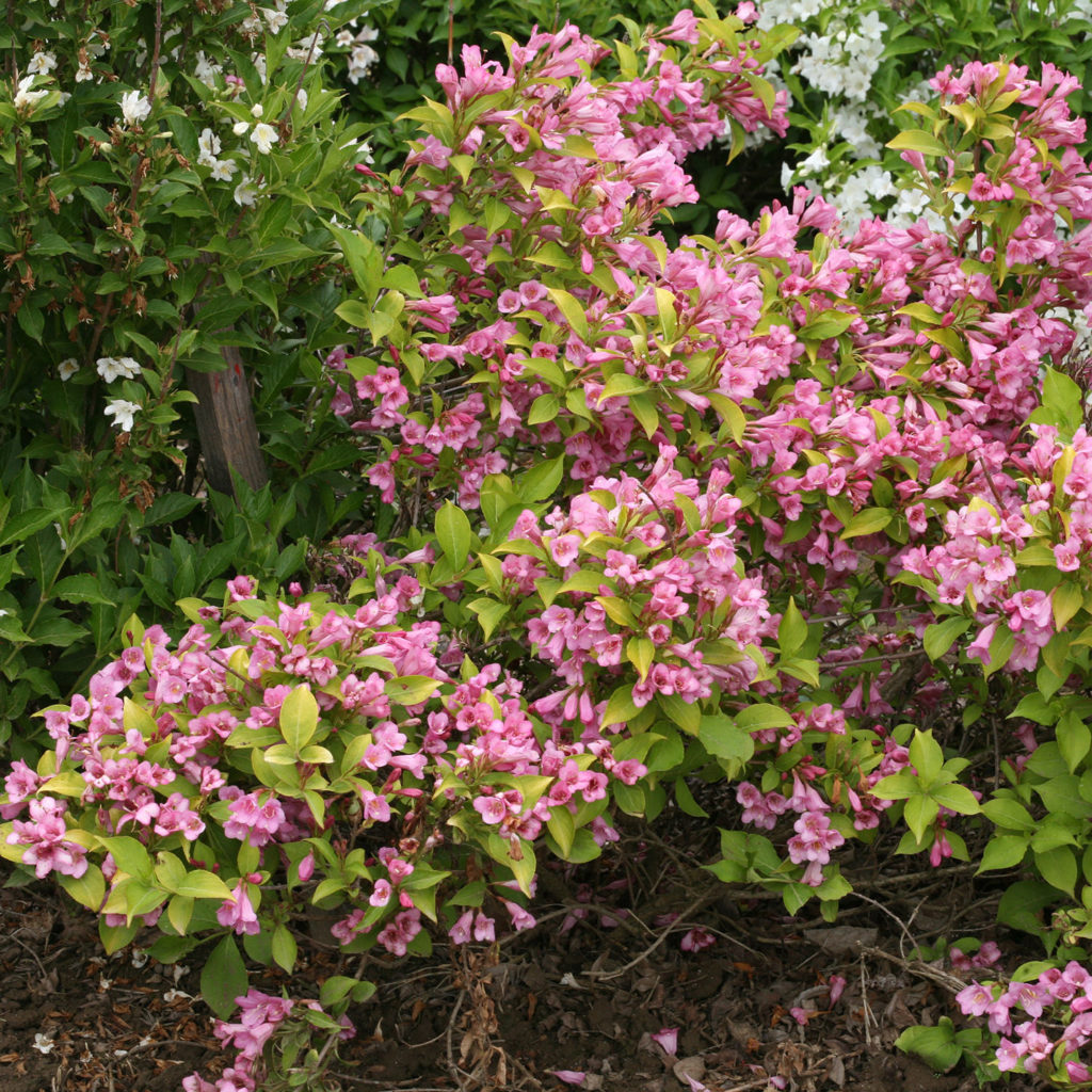 SNIPPET LIME® Weigela