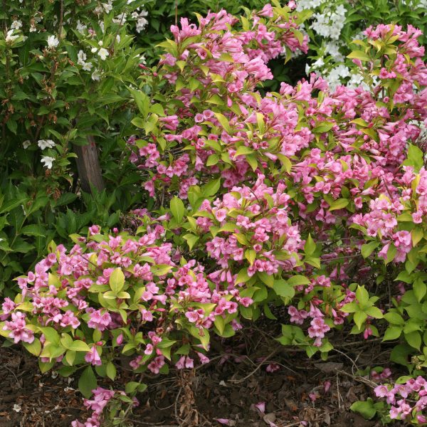 WEIGELA SNIPPET LIME REBLOOMING WEIGELA