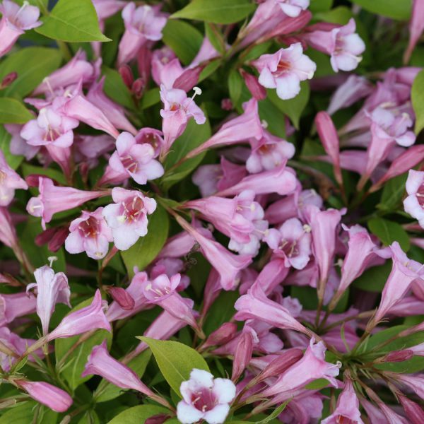 WEIGELA SNIPPET LIME REBLOOMING WEIGELA