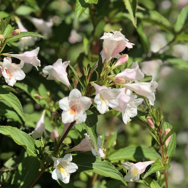 WEIGELA SONIC BLOOM PEARL WEIGELA