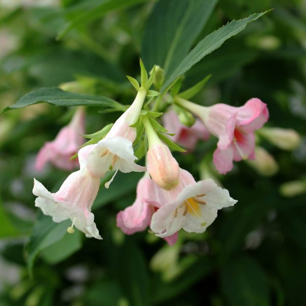 WEIGELA SONIC BLOOM PEARL WEIGELA