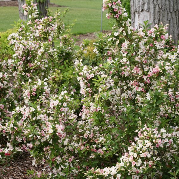 WEIGELA SONIC BLOOM PEARL WEIGELA