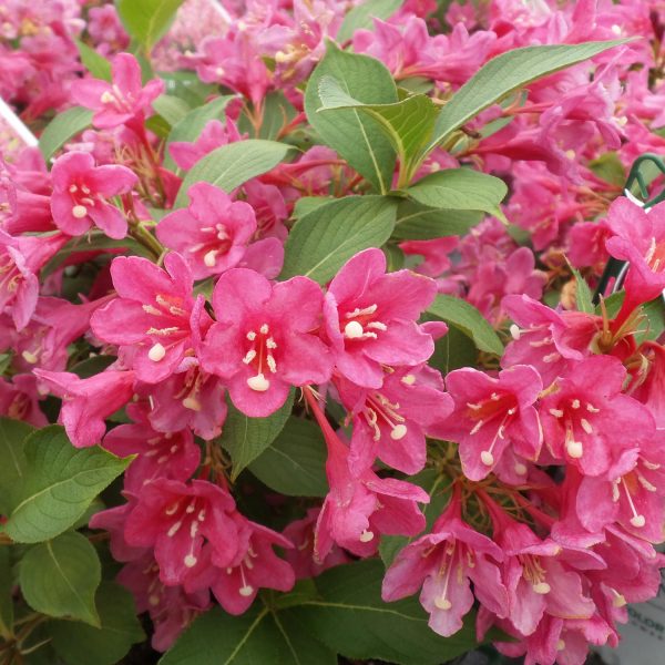 WEIGELA SONIC BLOOM PINK WEIGELA