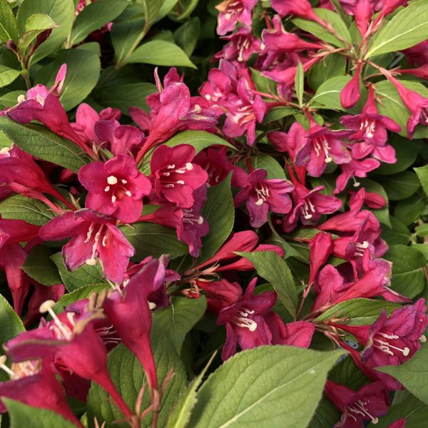 WEIGELA SONIC BLOOM PINK WEIGELA