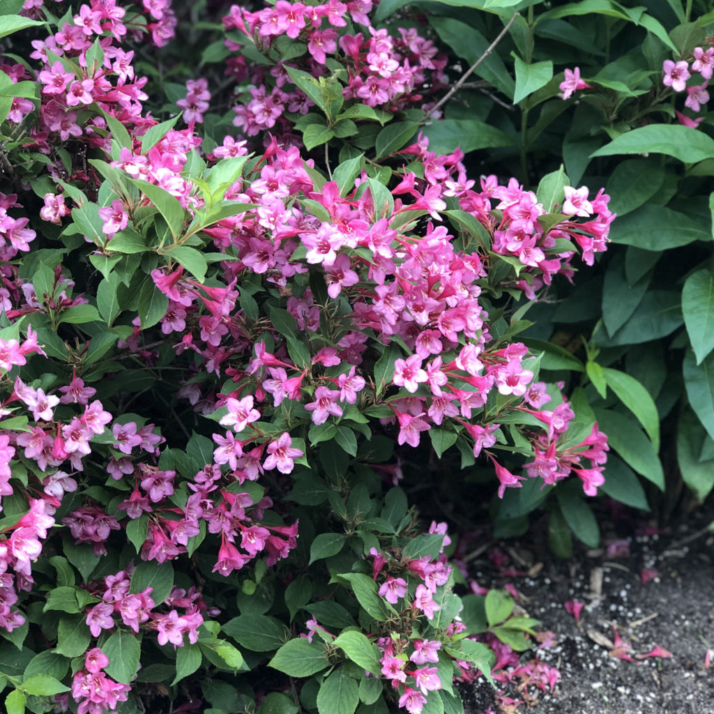 Weigela SONIC BLOOM® Pink Order Online