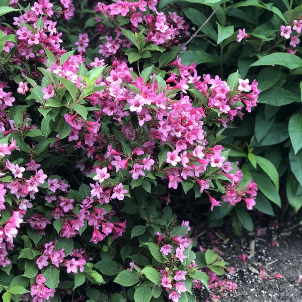 WEIGELA SONIC BLOOM PINK WEIGELA