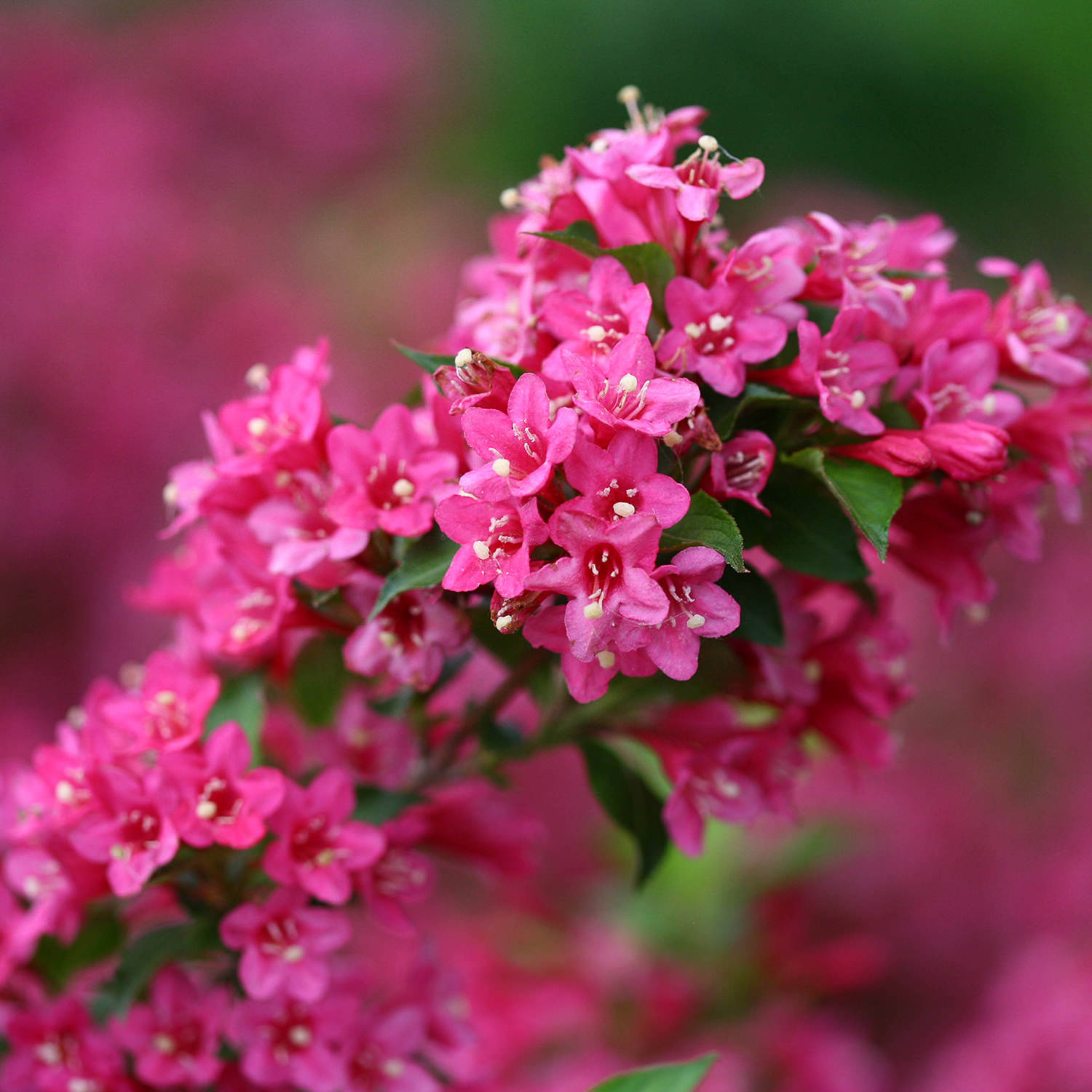 SONIC BLOOM® Pure Pink Weigela - Garden Crossings