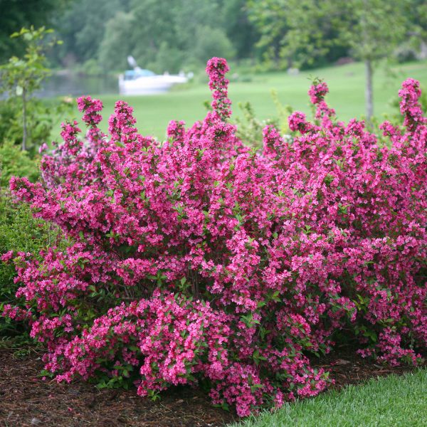 WEIGELA SONIC BLOOM PINK WEIGELA