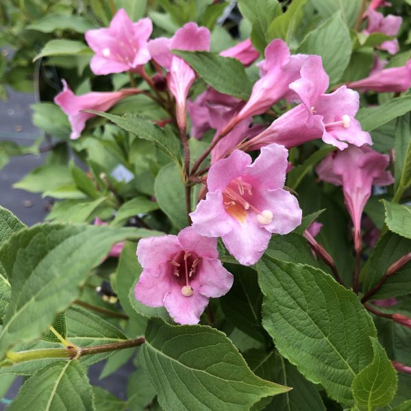 WEIGELA SONIC BLOOM PURE PINK WEIGELA