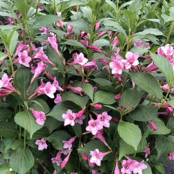 WEIGELA SONIC BLOOM PURE PINK WEIGELA