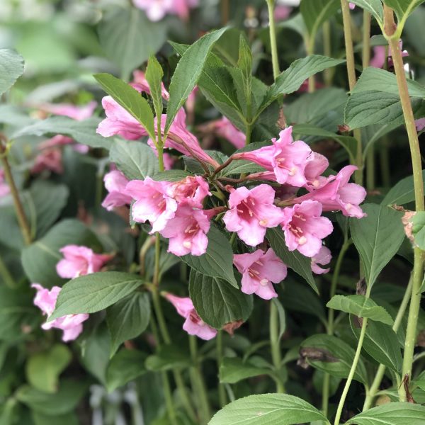 WEIGELA SONIC BLOOM PURE PINK WEIGELA