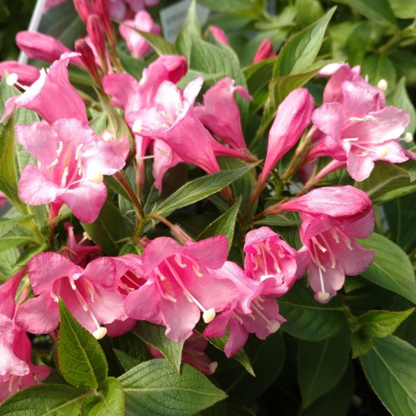 WEIGELA SONIC BLOOM PURE PINK WEIGELA