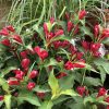 WEIGELA SONIC BLOOM RED WEIGELA REBLOOMING